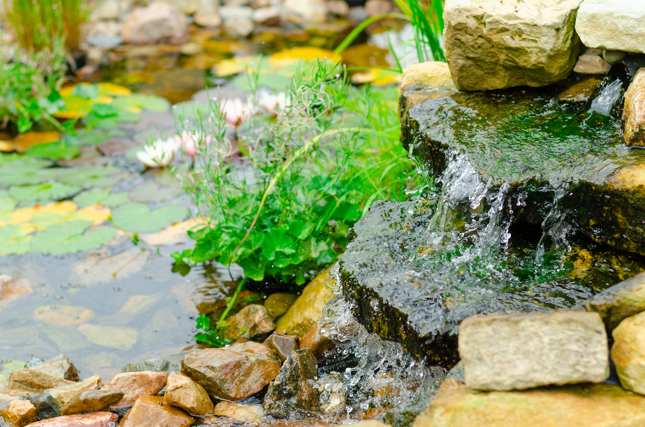 closeup view of a backyard pond with rocks and vegetation surrounding it