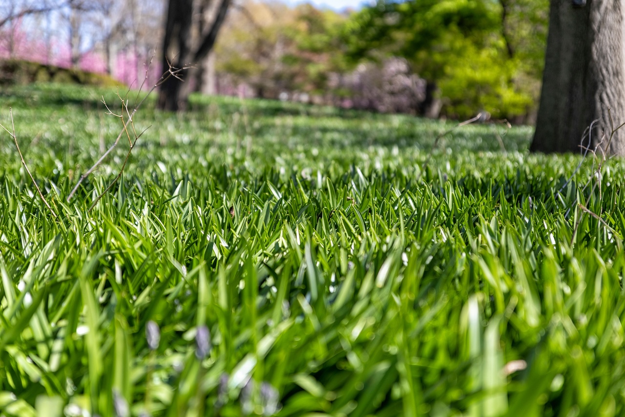 5 Spring Lawn Care Steps to Prepare for Blooming Season