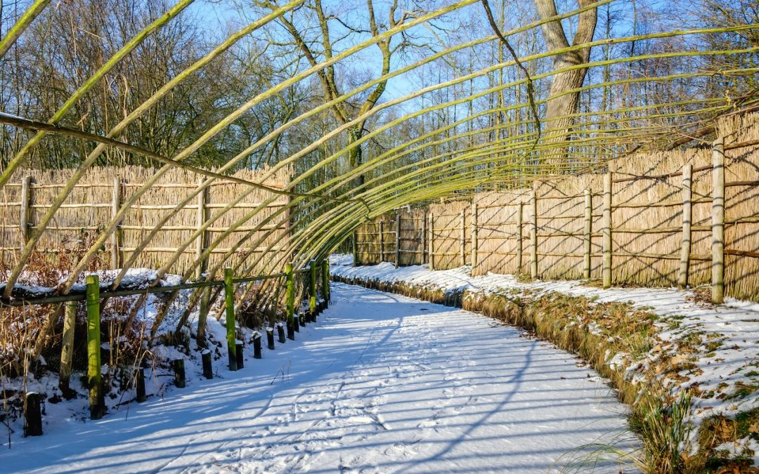 Desiccation: Everything You Need to Know to Protect Your Garden in the Winter