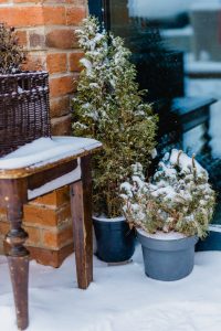 outdoor winter plants